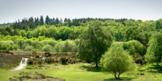 New Forest Activities